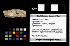 Foto (Objekt + Etikett) von Cyclothyreus sp.  (NHMW-GEO-1990-0041-2730)